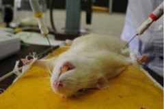 為什么用小白鼠做實驗