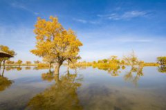 什么時候看胡楊林最好