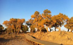 內蒙古看胡楊林在哪里