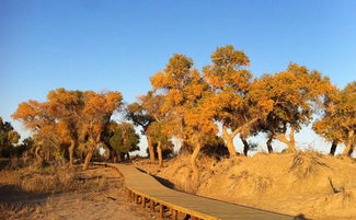 內蒙古看胡楊林在哪里