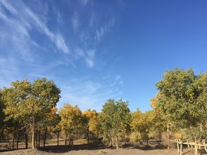 十月胡楊林穿什么衣服