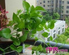 綠蘿喜歡陽光嗎