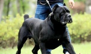 羅威納和卡斯羅哪個更適合家養