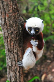 馬達(dá)加斯加全稱是什么