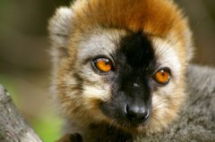 馬達加斯加在哪