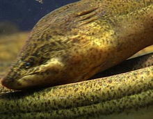 黃鱔池子要什么