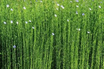 亞麻籽是什么植物