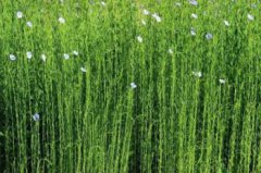 亞麻籽是什么植物