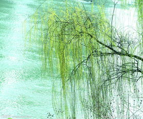 詠柳運用了什么修辭手法