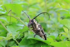 天牛咬人有毒嗎