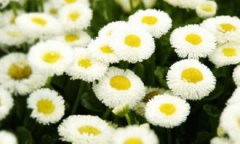 小雛菊是什么意思