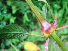 川牛膝和牛膝有什么不同