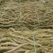 川牛膝哪兒產的