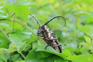 天牛咬人有毒嗎