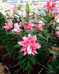 多頭菊是小雛菊嗎