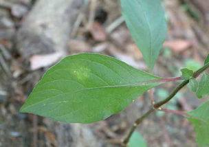 土牛膝的功效與作用