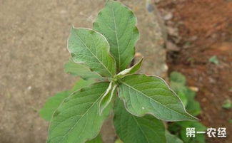 土牛膝與牛膝是一種東西嗎