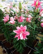 多頭菊是小雛菊嗎