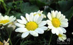 小雛菊什么時候開花
