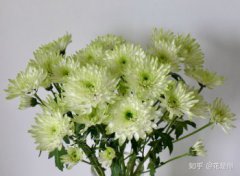 小雛菊插在水里怎么養(yǎng)