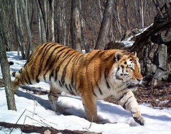 東北虎生活在什么地方