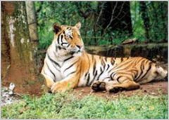 東北虎是國家幾級保護動物