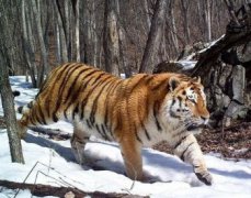 東北虎生活在什么地方