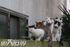 半夜聽到貓叫什么預兆