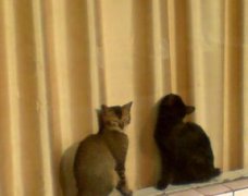 半夜貓叫有什么預兆