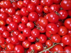 圣女果是西紅柿嗎