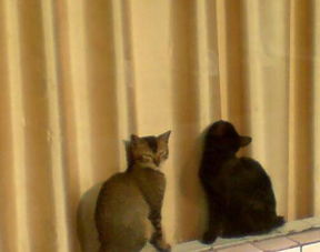 半夜貓叫有什么預兆