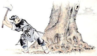 吳剛伐桂月桂樹多高