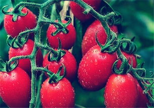 圣女果畝產多少斤