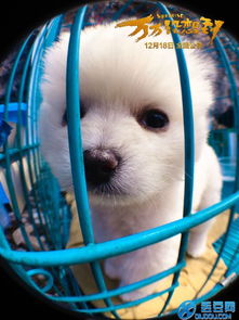 萬萬沒想到里面的小狗是什么品種