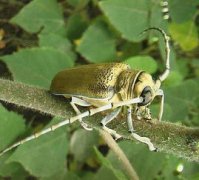 天牛是什么動物