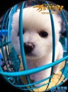 萬萬沒想到里面的小狗是什么品種