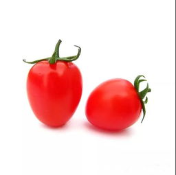 圣女果和小番茄有什么不同