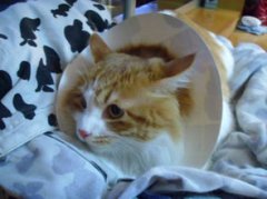 怎么判斷貓咪耳螨好了