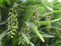 春砂仁和砂仁有什么不同