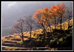 晚秋怎么釣鯉魚