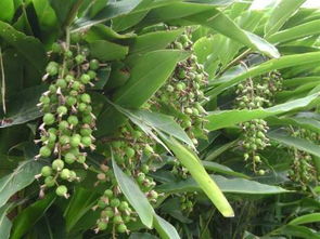 春砂仁和砂仁有什么不同