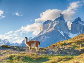 智利有多少人口