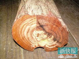 大葉紫檀有收藏價值嗎