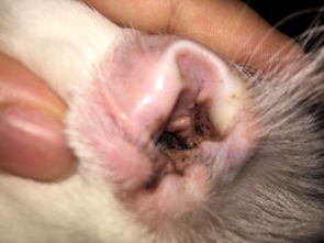 小狗耳朵里褐色的東西是耳螨嗎