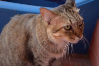 小貓叫是什么意思