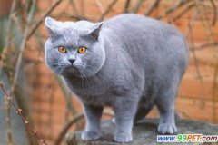 不長毛的貓叫什么名字