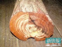 大葉紫檀有收藏價值嗎