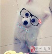 博美犬打幾次疫苗