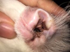 小狗耳朵里褐色的東西是耳螨嗎