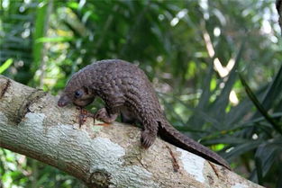 夢到穿山甲預示著什么